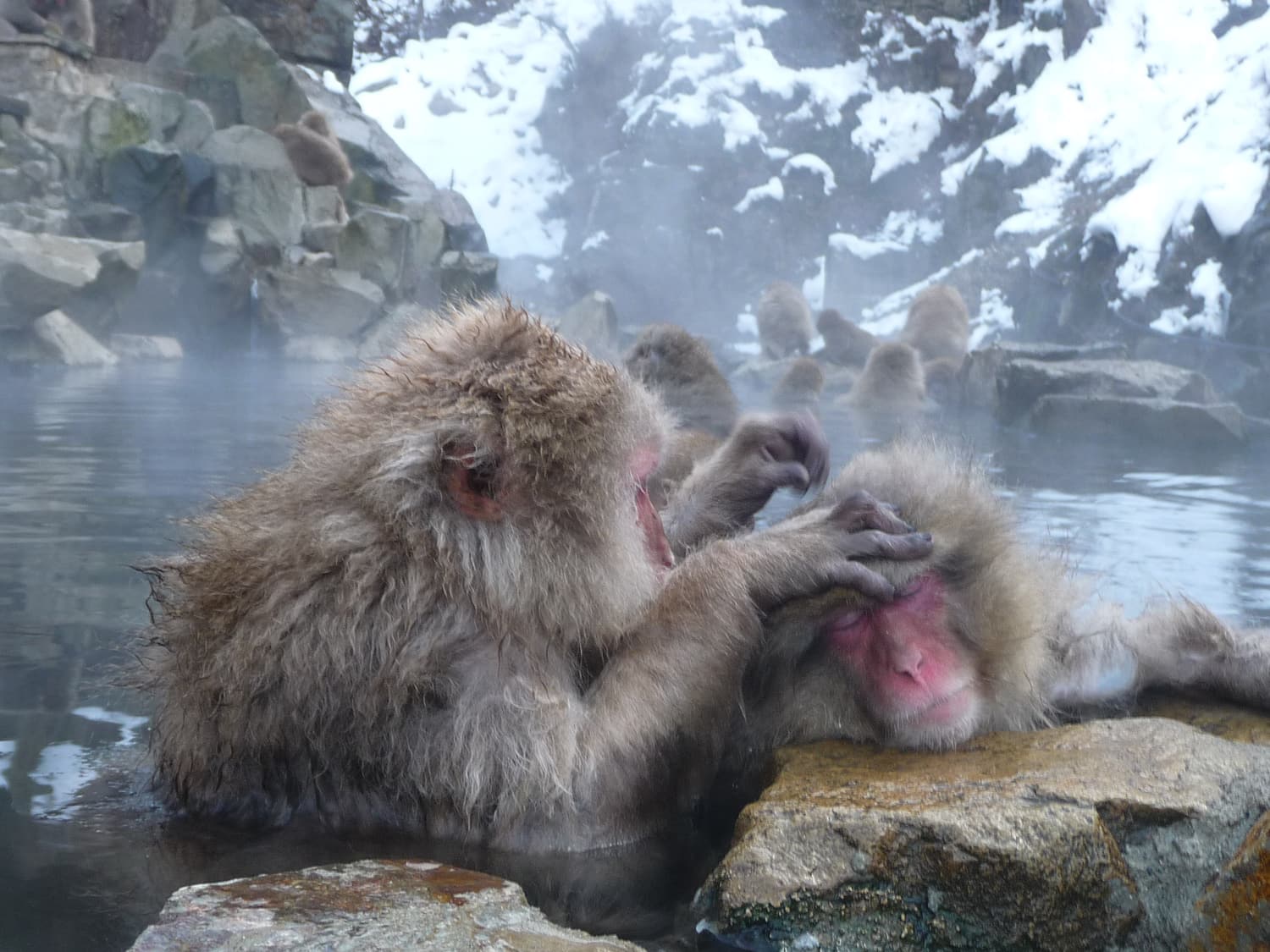 Japanese macaques grooming in the hot spring pool at Jigokudani